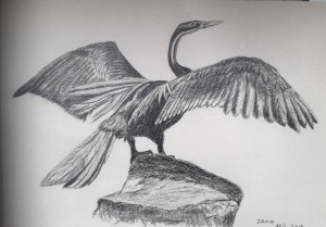 black-heron.jpg