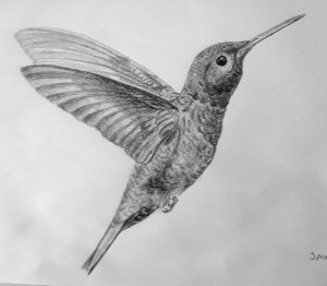 humming-bird.jpg