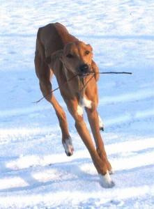 canelo-7m.jpg